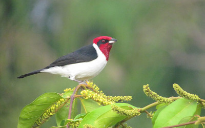 Conozca porqué observar aves es beneficioso para la salud